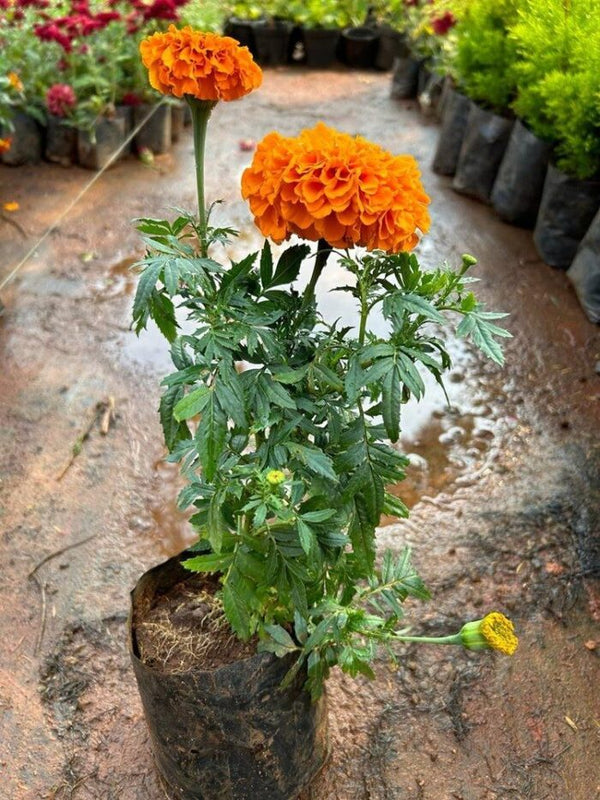 Marigold Absolute oils