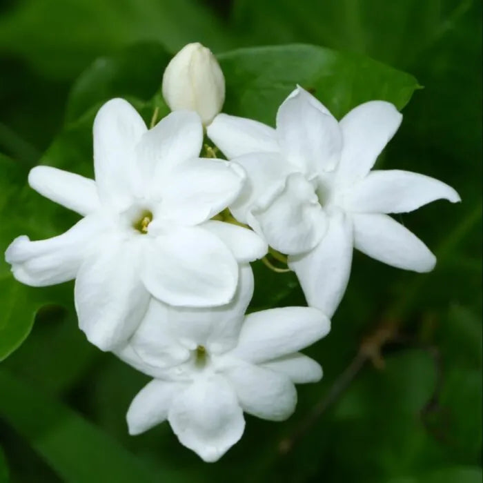 Jasminum Sambac Absolute oil