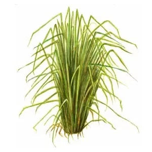 Vetiver Water / Khus