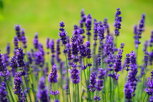Lavender Incense fragrances