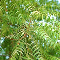 Neem Essential Oil