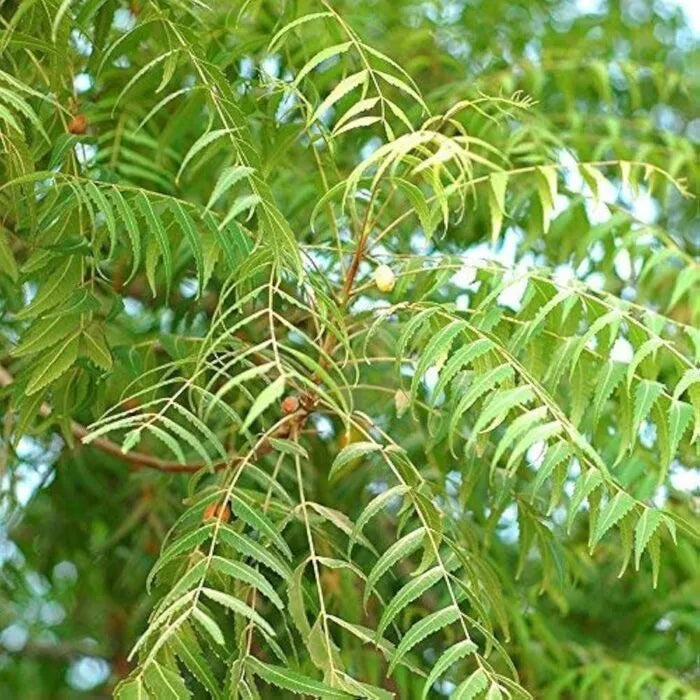 Neem Essential Oil