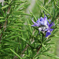 Rosemary Essential Oil