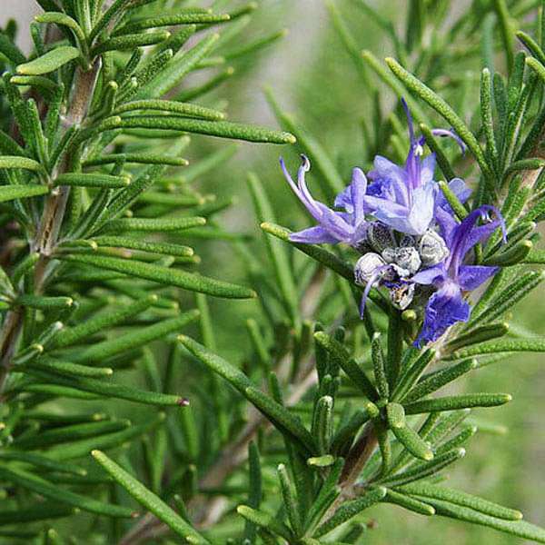 Rosemary Essential Oil