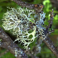 Oakmoss Absolute oils