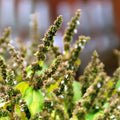 Patchouli Fragrance