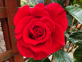 Rose Incense fragrances