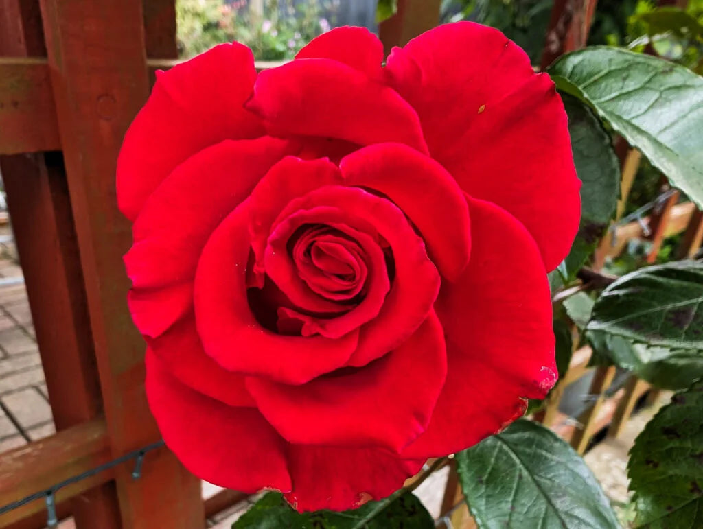 Rose Incense fragrances