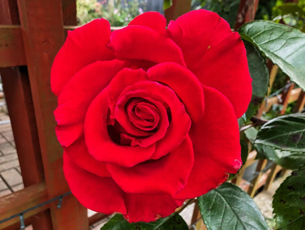 Rose Incense fragrances