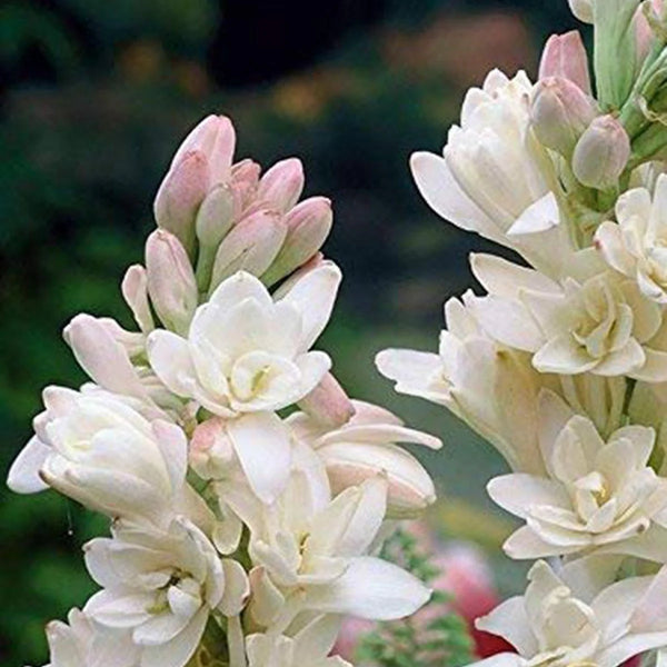 Rajnigandha (Tube Rose) Absolute oils
