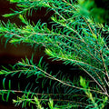 Teatree Water