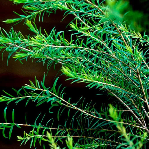 Teatree Water